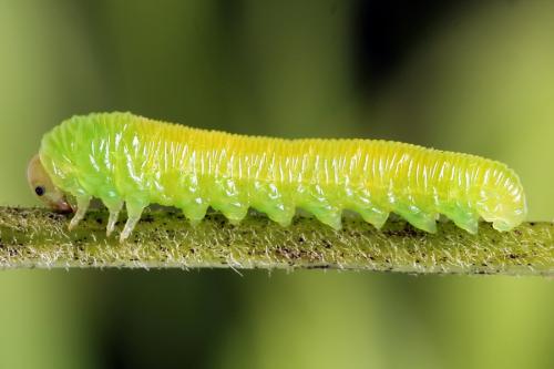 Tenthredo sp.